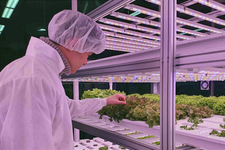 Nieuwe website voor Fieldlab Vertical Farming