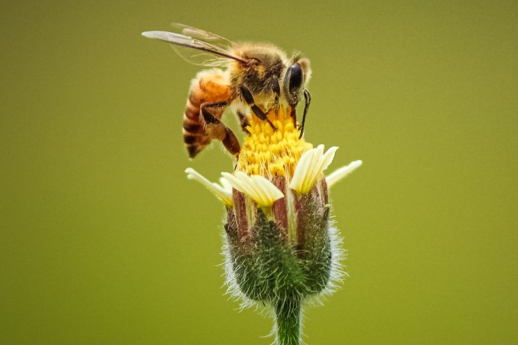 Wintersterfte bijenvolken op zijn hoogst sinds 2010