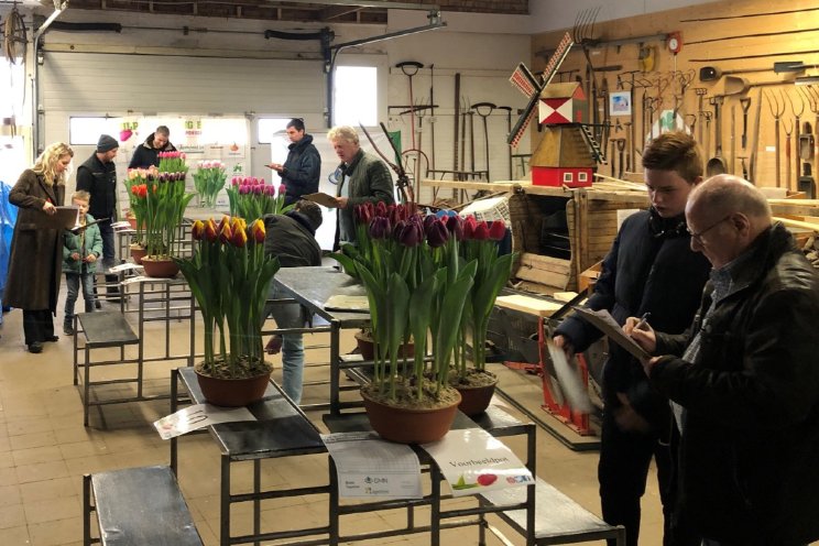 Tulpenkeuring: geen ruimte voor verbetering