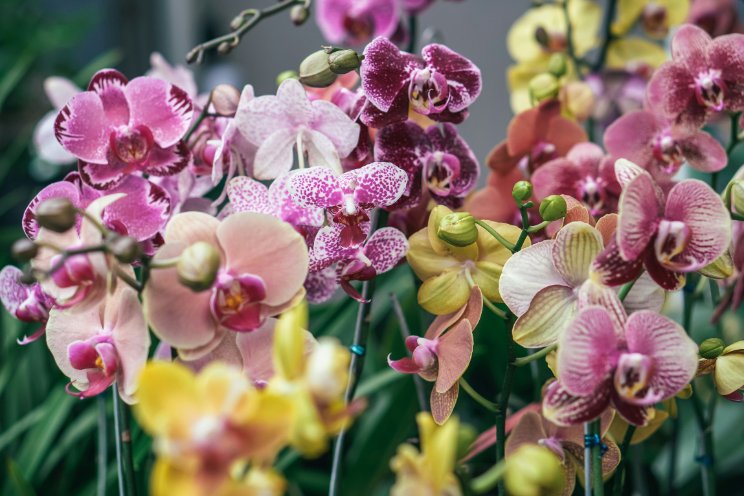 Orchidee NL blij met Energie Monitoring Tool