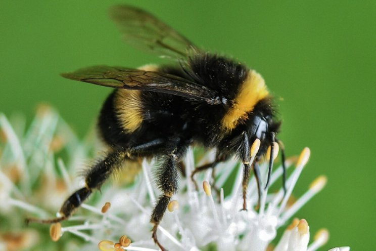 Welke prijs hangt aan verlies biodiversiteit?