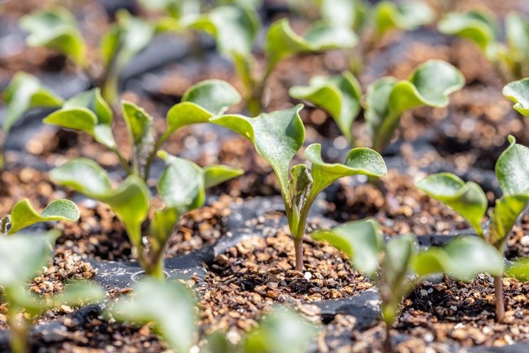 Nieuwe standaardlijst cultuurplanten