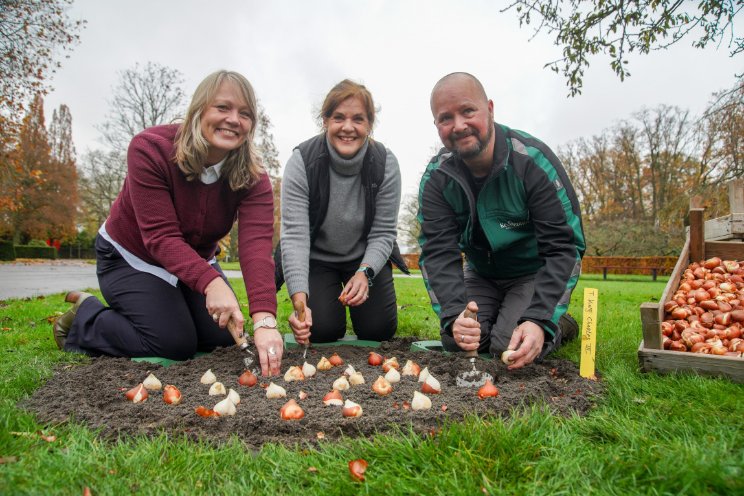 King Charles lll Tulipa in bloei op Keukenhof