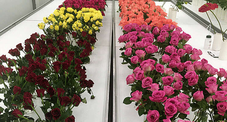 Kwaliteit behouden tijdens transport rozen uit Kenia