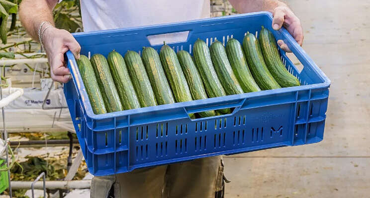 Kompany en ZON verkopen komkommers gezamenlijk
