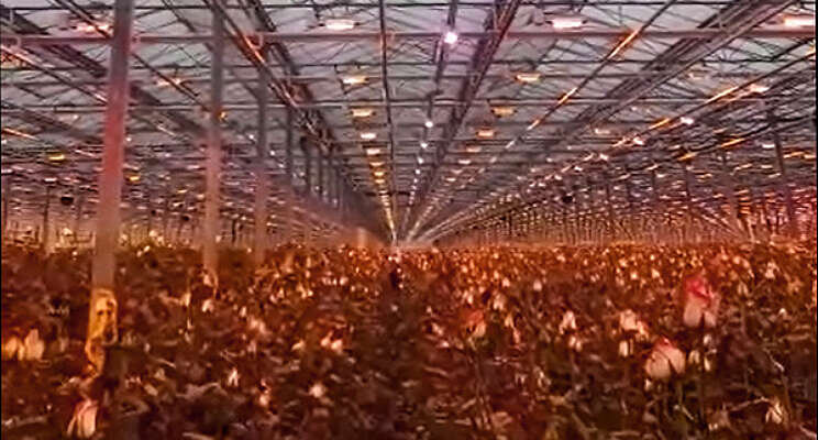Russische rozenkwekerij test watergekoelde LEDs