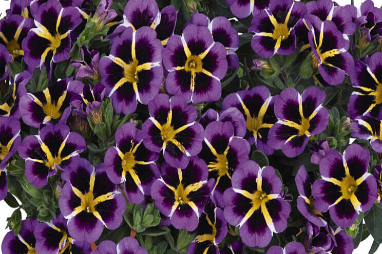 Speelse Calibrachoa-serie Tik Tok Speelse Calibrachoa-serie Tik Tok