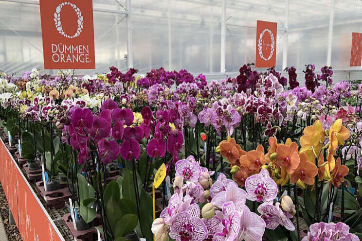 Dümmen Orange opent Phalaenopsis showhuis Dümmen Orange opent Phalaenopsis showhuis