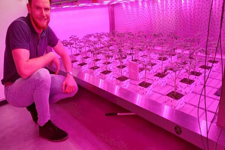 De voordelen van steenwol in vertical farming De voordelen van steenwol in vertical farming