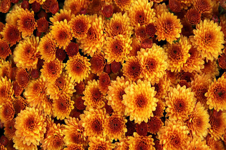 Betrouwbaar tripspoppen meten in chrysant Betrouwbaar tripspoppen meten in chrysant