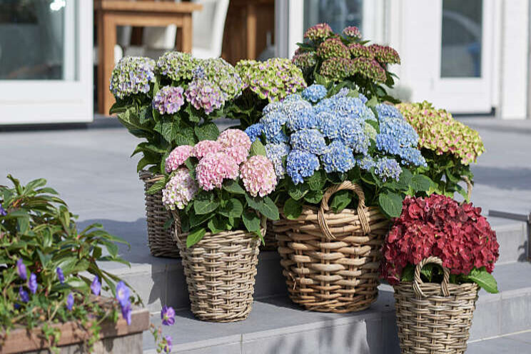 Shopper activatie Magical Hydrangea bij GroenRijk Shopper activatie Magical Hydrangea bij GroenRijk