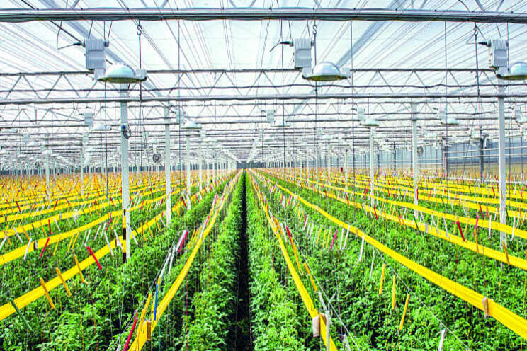Spint- en galmijt bestrijden met Naturalis-L en Heliosol Spint- en galmijt bestrijden met Naturalis-L en Heliosol