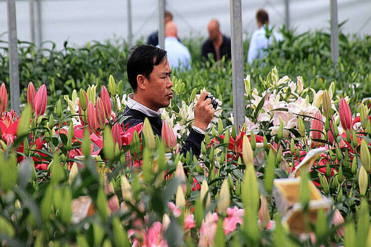 Tiende editie Dutch Lily Days alsnog naar 2022 Tiende editie Dutch Lily Days alsnog naar 2022