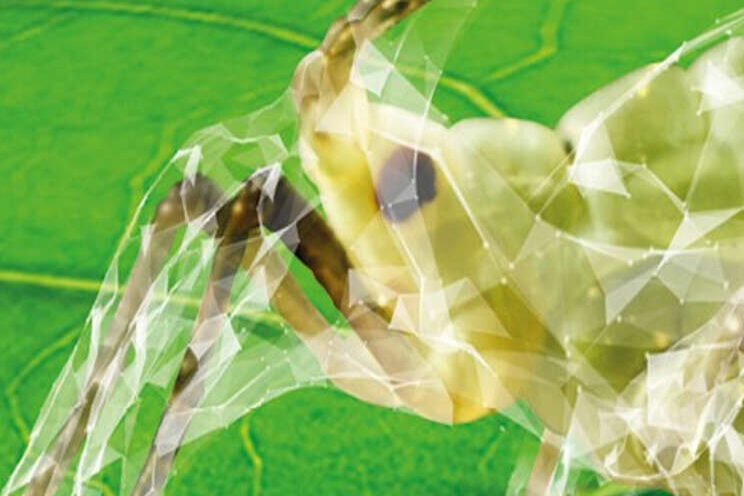 Netstructuur immobiliseert plaaginsecten Netstructuur immobiliseert plaaginsecten