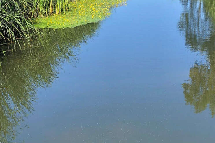 Waterkwaliteit Delfland verbeterde niet in 2020 Waterkwaliteit Delfland verbeterde niet in 2020