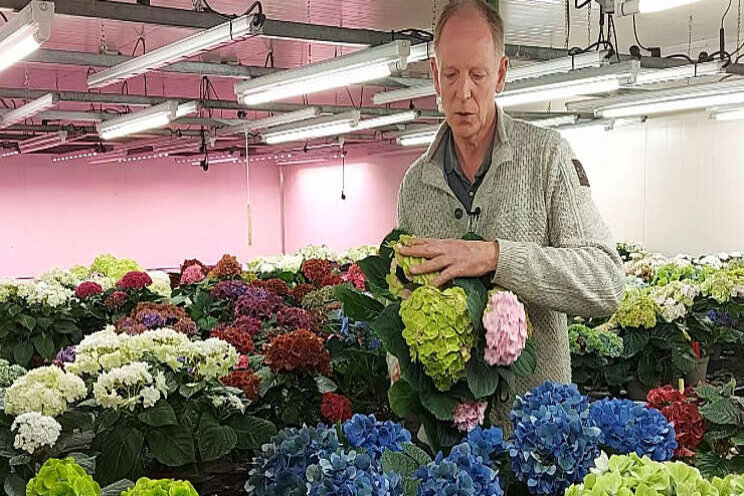 Pothortensia's HBA testen goed op houdbaarheid Pothortensia's HBA testen goed op houdbaarheid