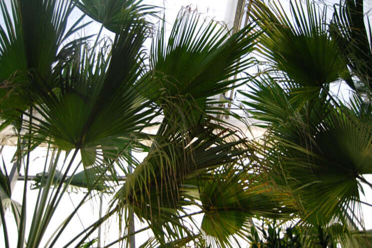 Investering voor Van der Arend Tropical Plantcenter Investering voor Van der Arend Tropical Plantcenter