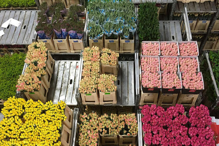 Bloemen- en plantenexport breekt kwartaalrecord Bloemen- en plantenexport breekt kwartaalrecord