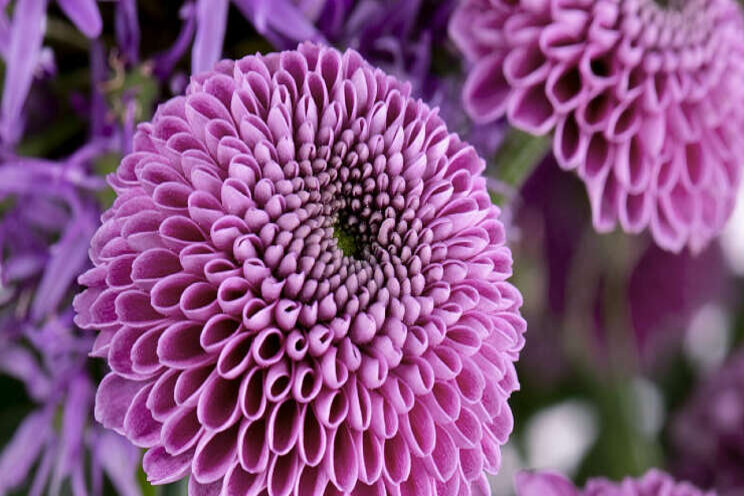 Deliflor lanceert Larky Deliflor lanceert Larky