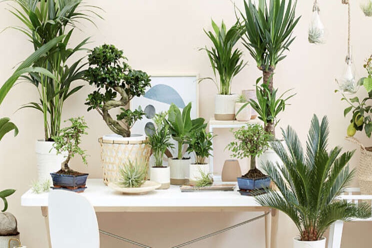 Perfect Plant Deal overgenomen door Victus Perfect Plant Deal overgenomen door Victus