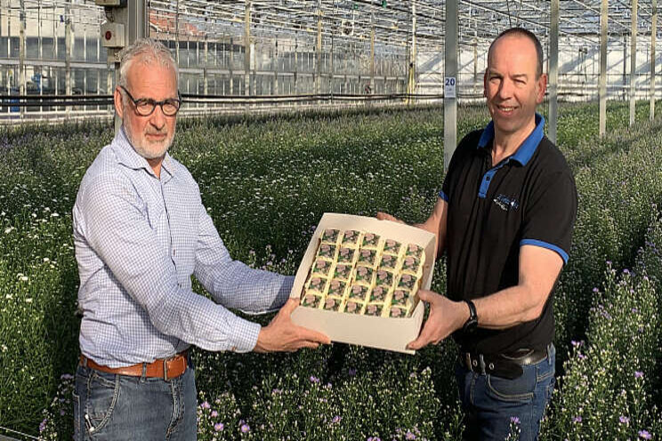 Eerste Astertakken geoogst Eerste Astertakken geoogst
