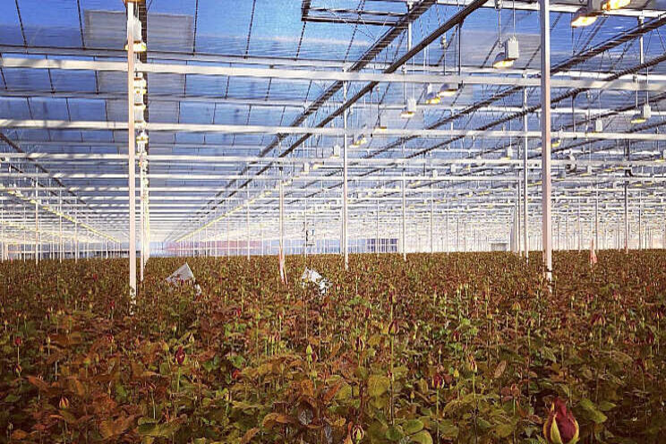 Project Moleaer succesvol afgerond bij Meewisse Project Moleaer succesvol afgerond bij Meewisse
