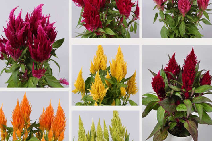 Nieuw merk voor potcelosia's Nieuw merk voor potcelosia's