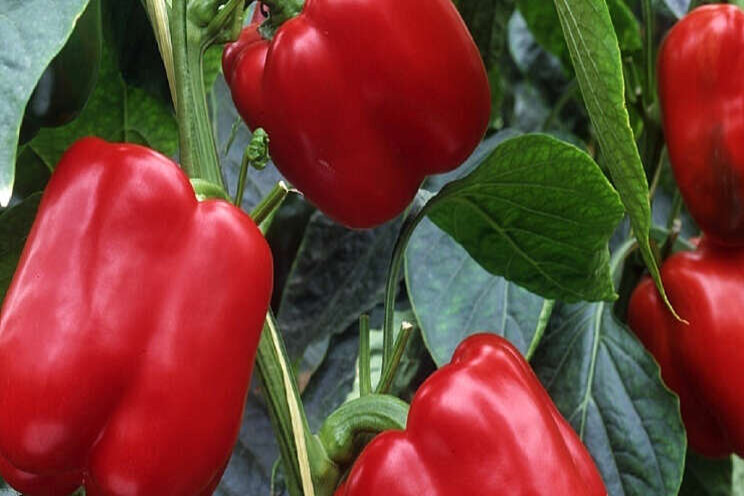 PheroThrip 2.0: HortiPro door met feromonen PheroThrip 2.0: HortiPro door met feromonen