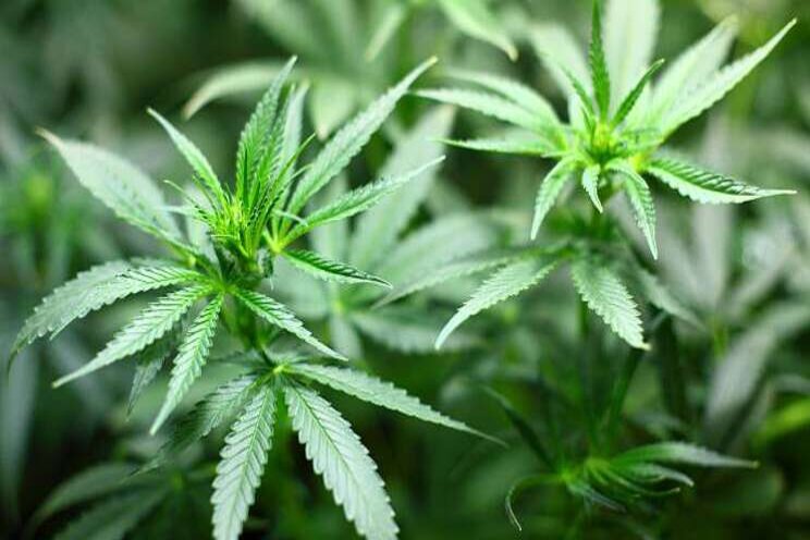 Marokko: groen licht medicinale cannabis Marokko: groen licht medicinale cannabis