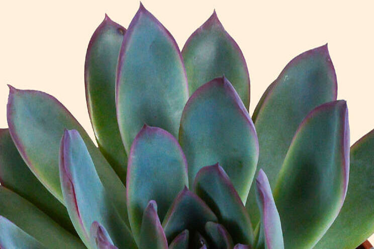 HousofCactus opent online deuren HousofCactus opent online deuren