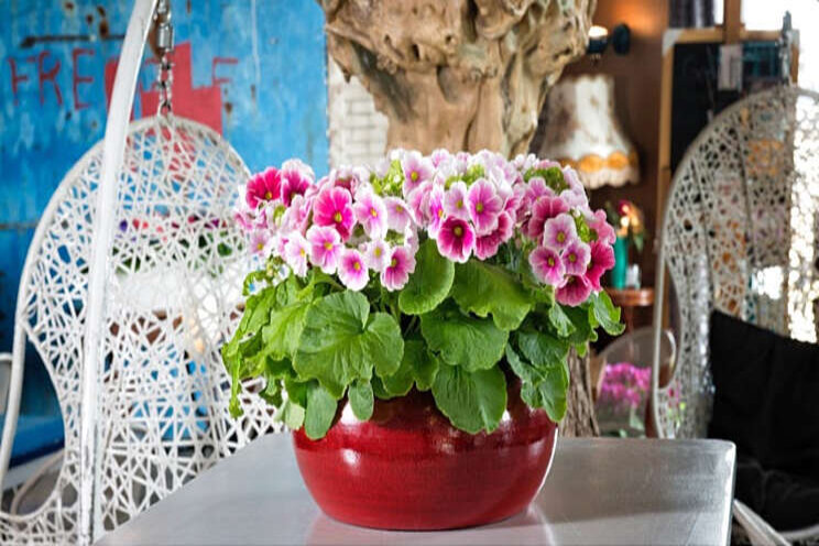 Haal de lente in huis! Haal de lente in huis!