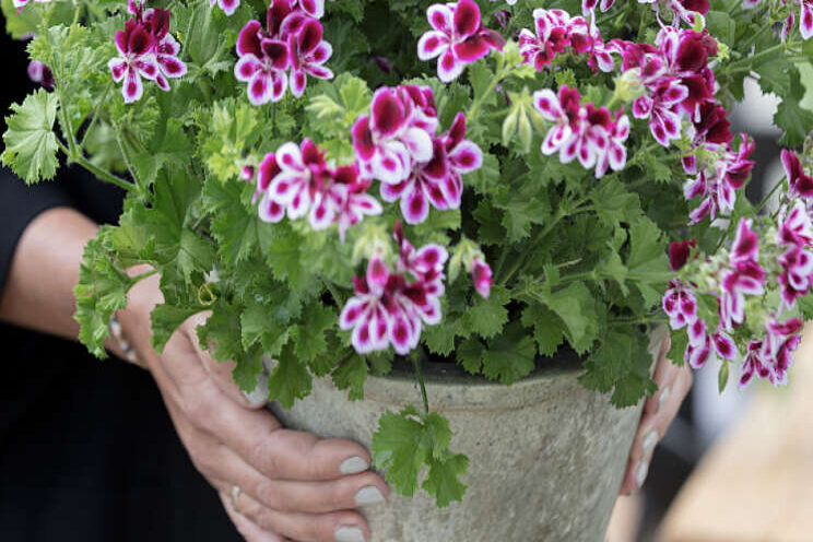 Promotiecampagne geranium Promotiecampagne geranium