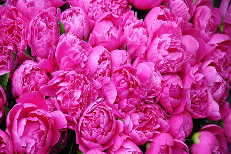 Innovatiedag Pioenroos dit jaar bij Van Aert Flowers Innovatiedag Pioenroos dit jaar bij Van Aert Flowers