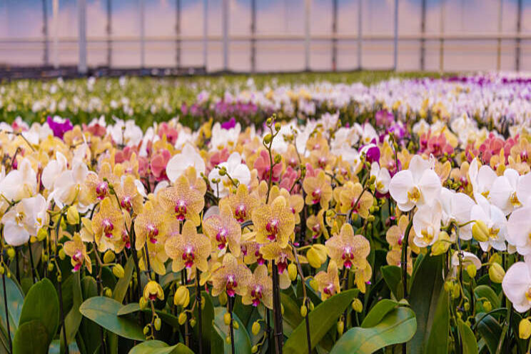 Nieuw Phalaenopsisassortiment voor Aardse Orchids Nieuw Phalaenopsisassortiment voor Aardse Orchids