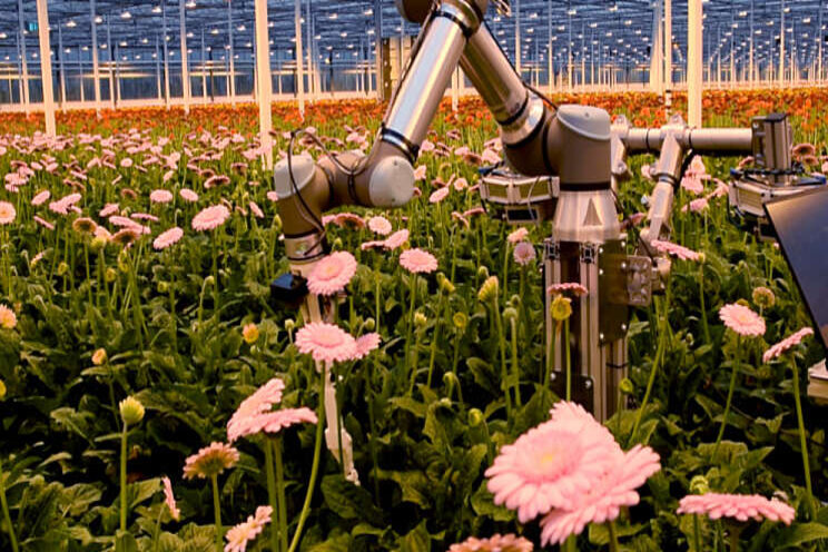 Gripper zoekt juiste plek om gerbera te oogsten Gripper zoekt juiste plek om gerbera te oogsten
