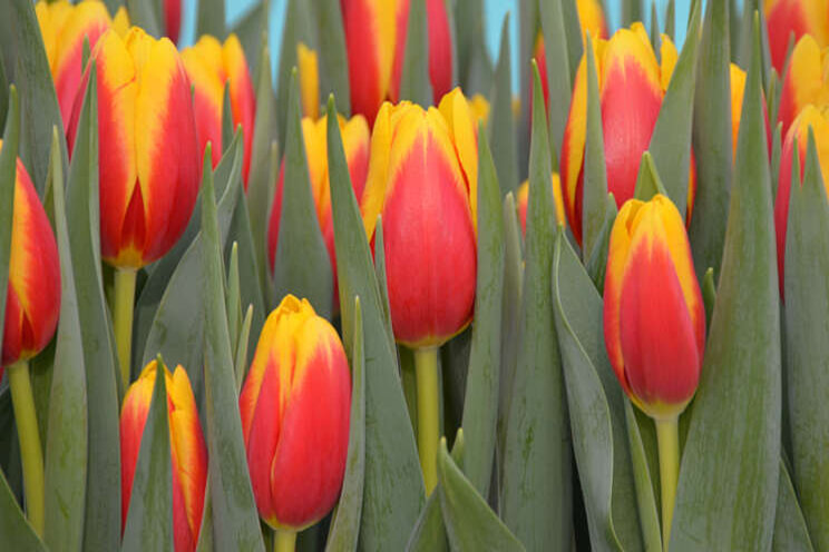 Geel-rode tulp 'Ready' wint Interpolis Tulpenprijs Geel-rode tulp 'Ready' wint Interpolis Tulpenprijs