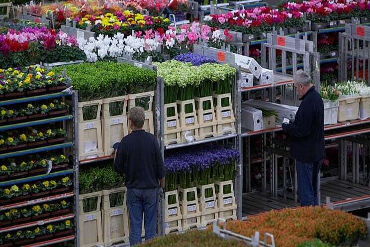 Sierteeltexport krimpt 10% Sierteeltexport krimpt 10%