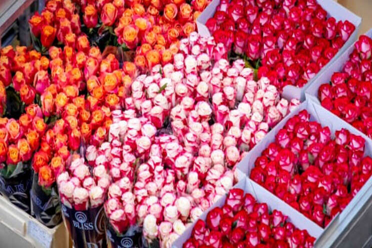 Royal FloraHolland verhandelt 152 miljoen Valentijnrozen Royal FloraHolland verhandelt 152 miljoen Valentijnrozen
