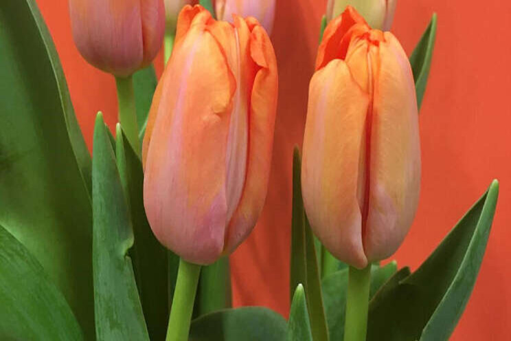 Samenwerking Decorum en E-Bloom werpt vruchten af Samenwerking Decorum en E-Bloom werpt vruchten af