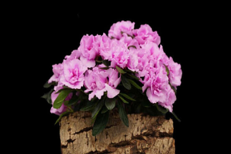 Van der Voort potplanten introduceert Azalea Rila Van der Voort potplanten introduceert Azalea Rila