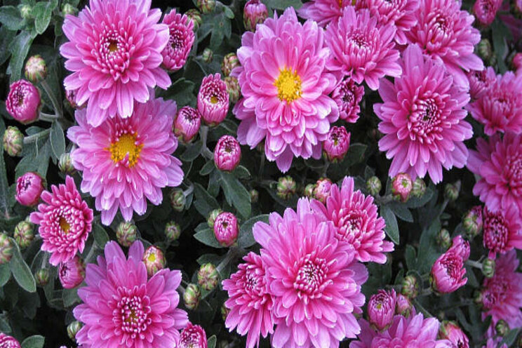 Aanpak wants grootste knelpunt chrysantentelers Aanpak wants grootste knelpunt chrysantentelers