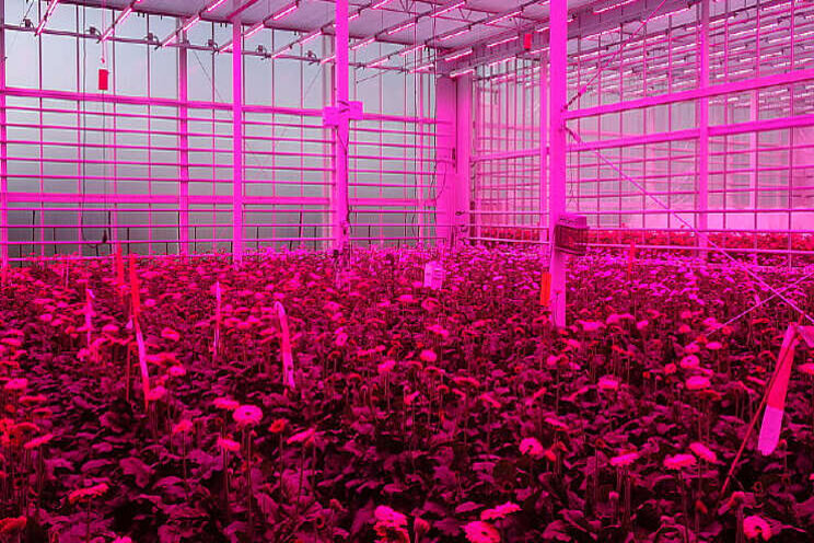 Energiebalans laatste puzzel gerbera in KAS2030 Energiebalans laatste puzzel gerbera in KAS2030