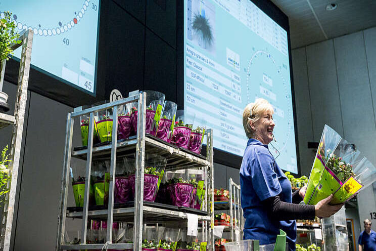 Enquête: brede kritiek op digitalisering FloraHolland Enquête: brede kritiek op digitalisering FloraHolland