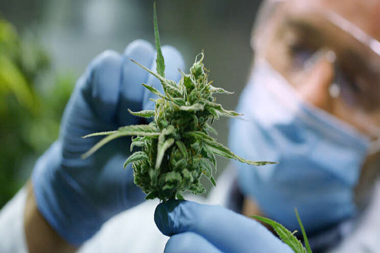 Cannabisonderzoek Valoya en Duitse universiteit Cannabisonderzoek Valoya en Duitse universiteit