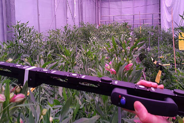Onder alle spectra goed te werken in Alstroemeria Onder alle spectra goed te werken in Alstroemeria