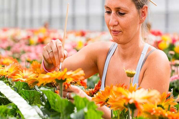 Samenwerking potgerbera's Samenwerking potgerbera's