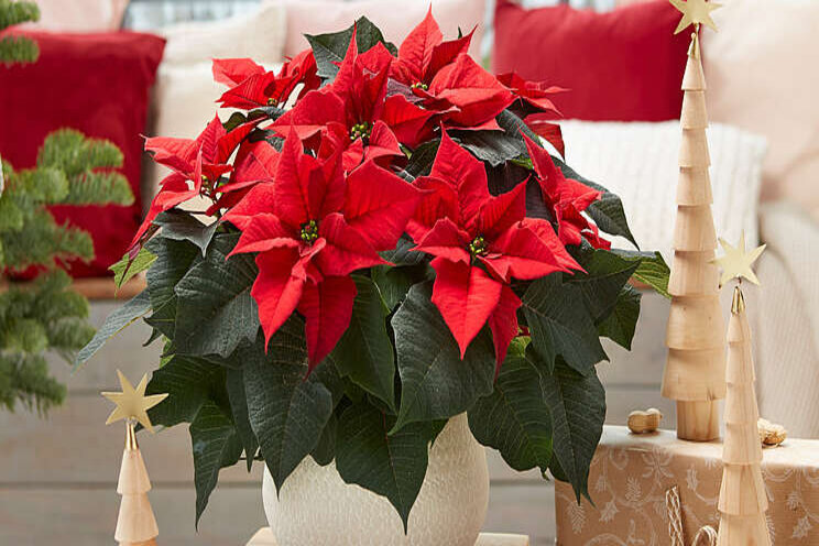 Perfecte poinsettia Perfecte poinsettia