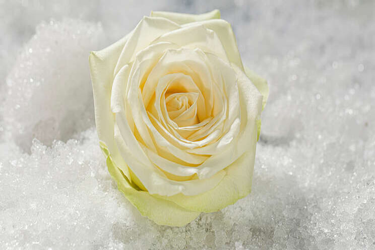 Nieuwe witte roos: Snowstorm+ Nieuwe witte roos: Snowstorm+