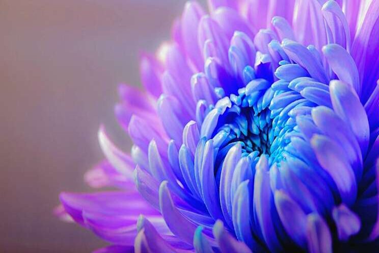 Enquête chrysantenteelt Enquête chrysantenteelt