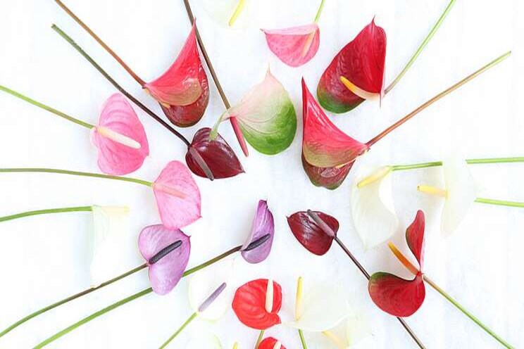 Eén loket geopend voor alle soorten anthuriums Eén loket geopend voor alle soorten anthuriums